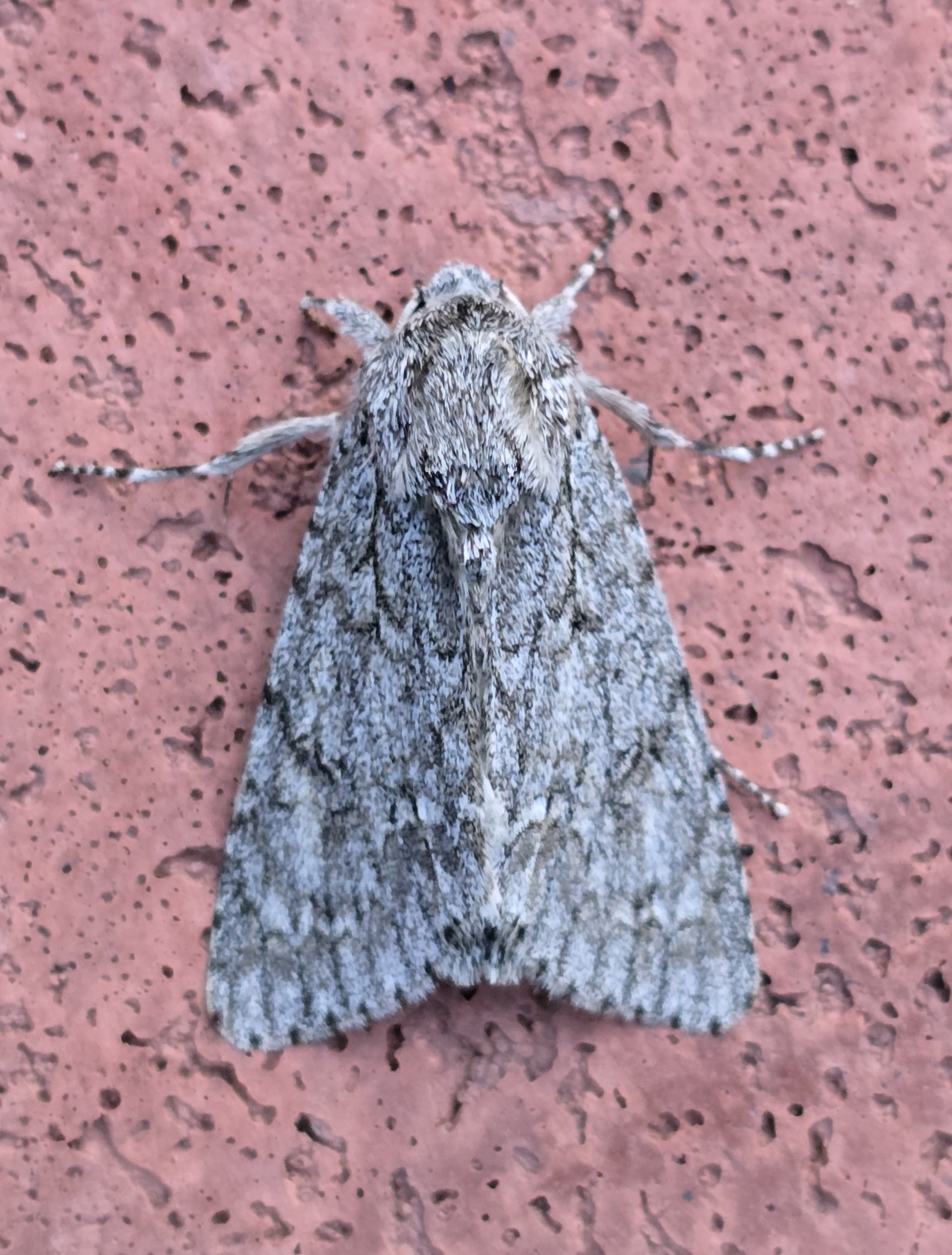 Photo of Sycamore (Acronicta aceris)